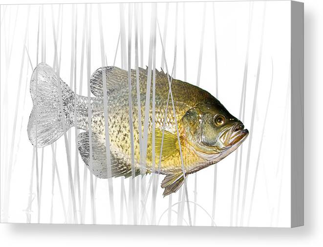 Crappie Canvas Print featuring the photograph Black Crappie Pan Fish in the Reeds by Randall Nyhof