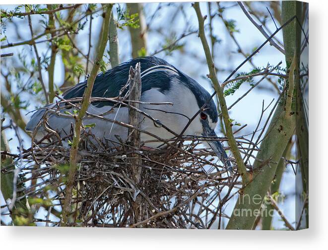 Animal Canvas Print featuring the photograph Black-crowned Night-heron On Nest by Anthony Mercieca