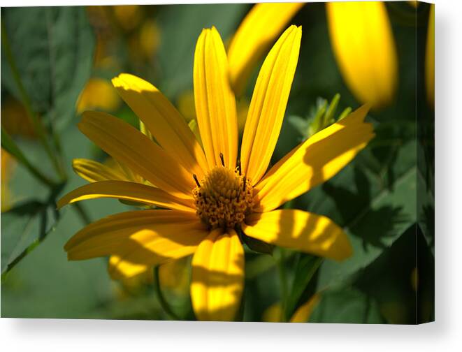 Yellow Canvas Print featuring the photograph Black Eyed Susan by Cathy Shiflett