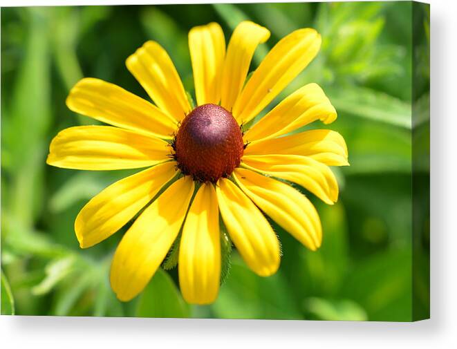 Macro Canvas Print featuring the photograph Black Eyed Susan by Jens Larsen