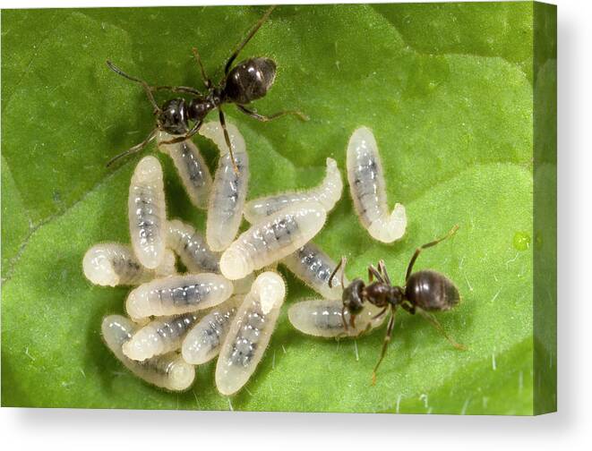 Insect Canvas Print featuring the photograph Black Garden Ants Carrying Larvae by Nigel Downer