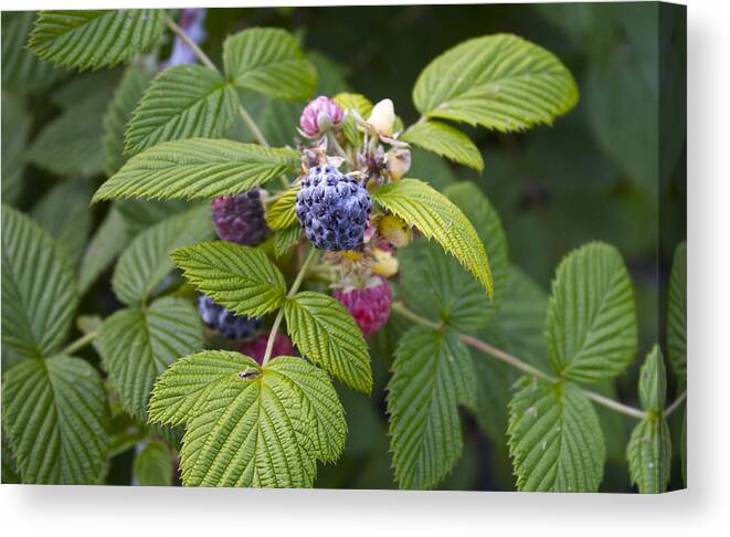 Rubus Occidentalis Canvas Print featuring the photograph Black Raspberry by Venetia Featherstone-Witty