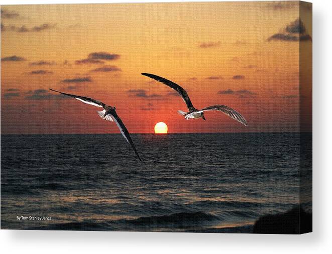 Black Skimmers Canvas Print featuring the photograph Black Skimmers At Sunset by Tom Janca