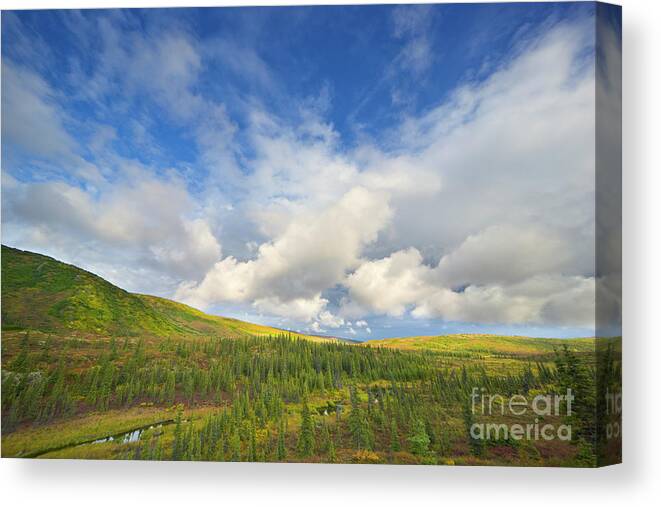 00431045 Canvas Print featuring the photograph Black Spruce on Fall Tundra by Yva Momatiuk John Eastcott