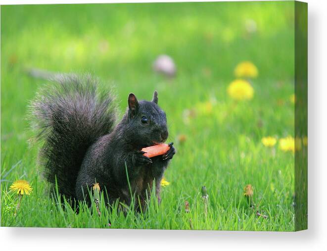 Black Color Canvas Print featuring the photograph Black Squirrel by David R. Tyner