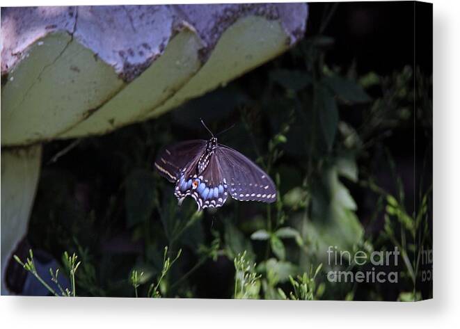Butterflies Canvas Print featuring the photograph Black Swallowtail in flight by Yumi Johnson
