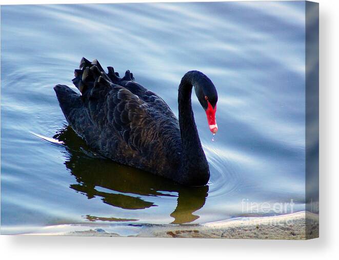 Swan Canvas Print featuring the photograph Black Swan by Cassandra Buckley