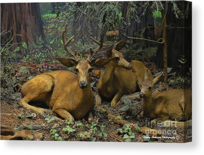Black Tail Deer Canvas Print featuring the photograph Black Tail Deer by Tommy Anderson