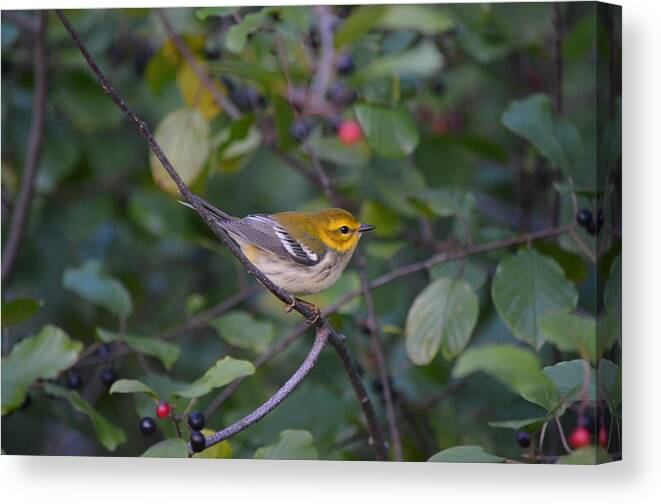 Wildlife Canvas Print featuring the photograph Black-throated Green Warbler by James Petersen