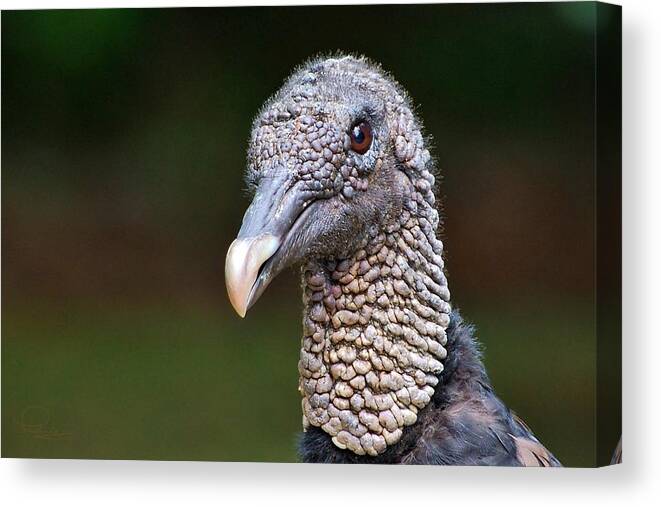 Photography Canvas Print featuring the photograph Black Vulture by Ludwig Keck