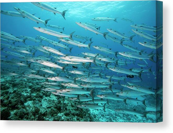 Biology Canvas Print featuring the photograph Blackfin Barracuda In Palau by Scubazoo/science Photo Library
