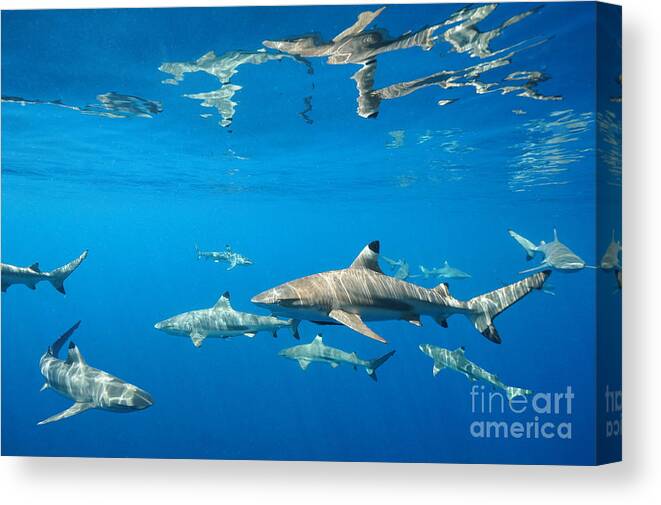 Blacktip Reef Sharks Canvas Print featuring the photograph Blacktips by Aaron Whittemore