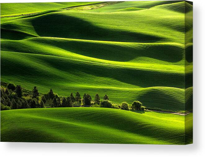 Palouse Canvas Print featuring the photograph Blanketed in Green by Todd Klassy