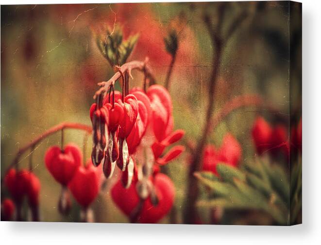 Love Canvas Print featuring the photograph Bleeding Hearts by Spikey Mouse Photography