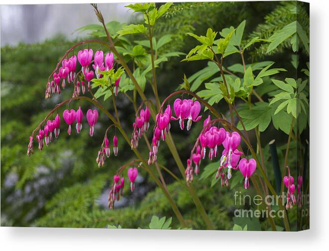 Bleeding Canvas Print featuring the photograph Bleeding Hearts by Louise Magno