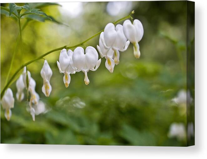 Bleeding Hearts Canvas Print featuring the photograph Bleeding Hearts by Marisa Geraghty Photography