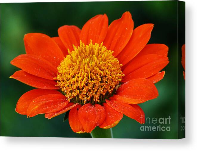 Orange Flower Canvas Print featuring the photograph Blooming Flower by Marguerita Tan