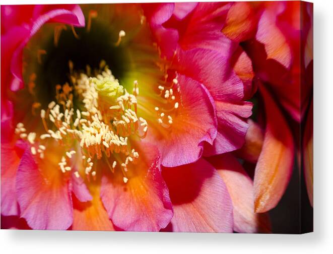 Flower Canvas Print featuring the photograph Blooming Pink Explosions by Richard Henne