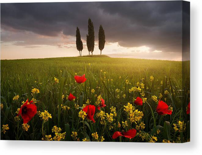 Italy Canvas Print featuring the photograph Blooming Tuscany by Daniel ?e?icha