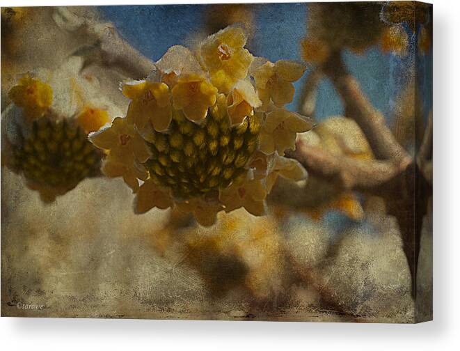 Chinese Canvas Print featuring the photograph Blossom Like the Sun by Terry Rowe