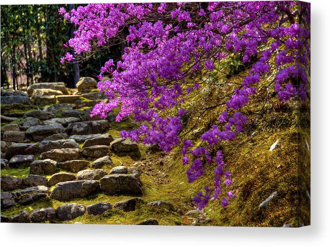 Asia Canvas Print featuring the photograph Blossoms and stones by Matt Swinden