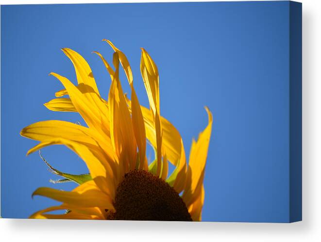 Sunflowers Canvas Print featuring the photograph Blow Back by Gregory Merlin Brown