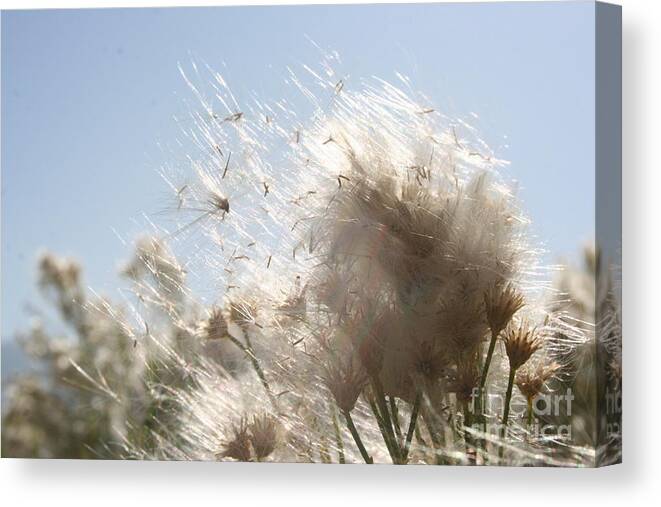 Daisy Canvas Print featuring the photograph Blow me away by Julie Lueders 