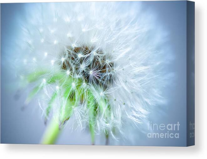 Blossom Canvas Print featuring the photograph Blowball - blue by Hannes Cmarits