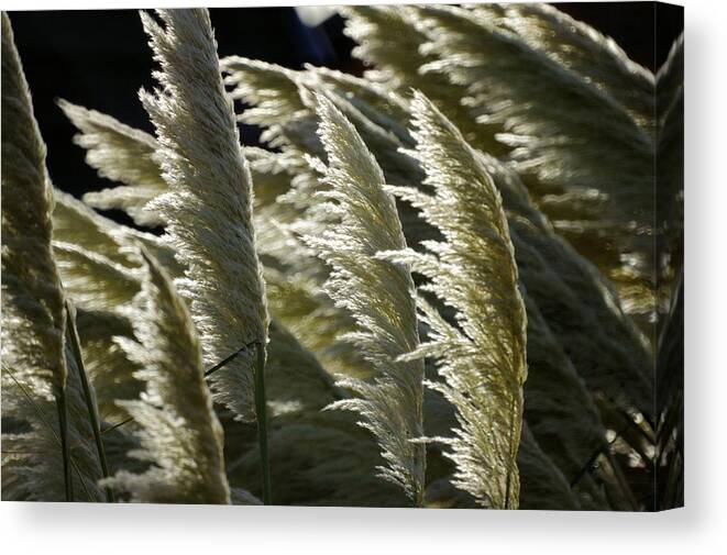 Pampas Canvas Print featuring the photograph Blowing free by Ron Harpham