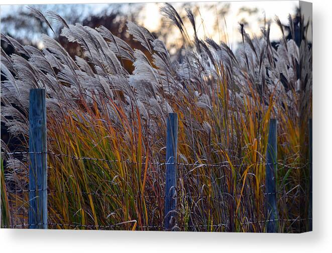 Fence Canvas Print featuring the photograph Blowing In The Wind by Cathy Shiflett