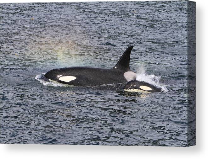 Orca Canvas Print featuring the photograph Blowing Rainbows by Shoal Hollingsworth