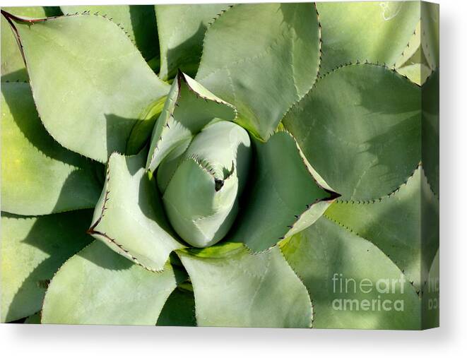 Blue Agave Canvas Print featuring the photograph Blue Agave by Jacqueline Athmann