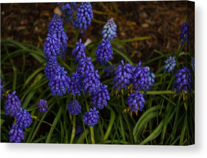 Bluebell Canvas Print featuring the photograph Blue Bells by Tikvah's Hope