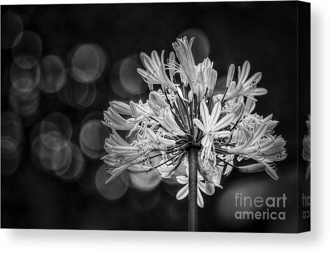 Blue Blooms Canvas Print featuring the photograph Blue Blooms B/W by Marvin Spates