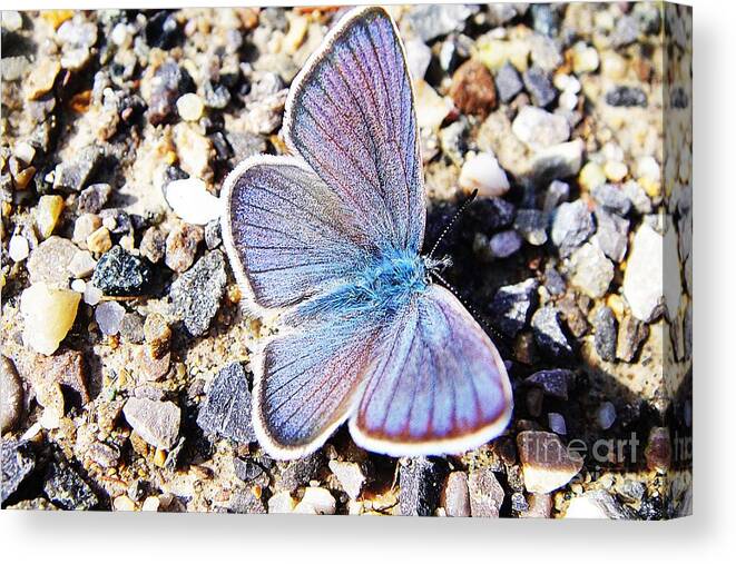 Butterfly Canvas Print featuring the photograph Blue butterfly on gravel by Karin Ravasio