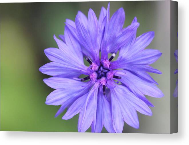 Blue Flower Canvas Print featuring the painting Blue Button by Ruth Kamenev