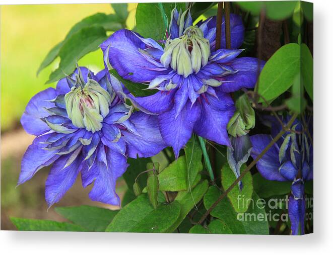Photography Canvas Print featuring the photograph Blue Clematis by Jeanette French
