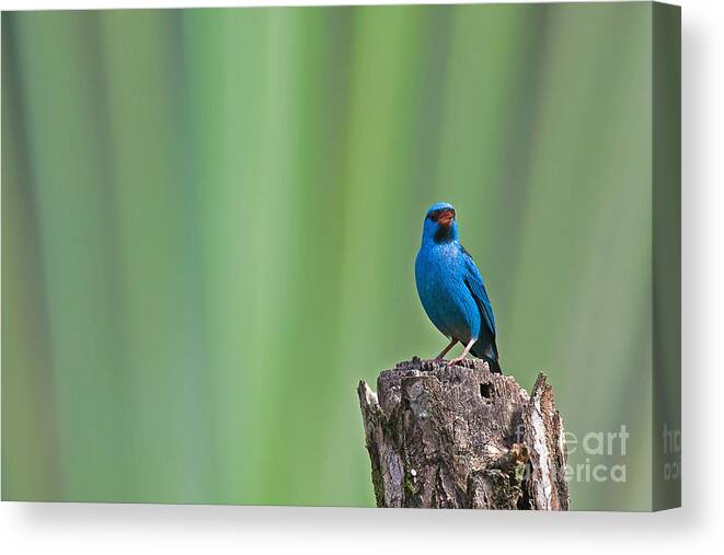 Bird Canvas Print featuring the photograph Blue Dacnis by Jean-Luc Baron