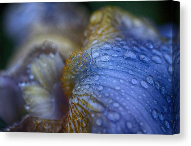 Bearded Iris Canvas Print featuring the photograph Blue Danube by Jeff Folger