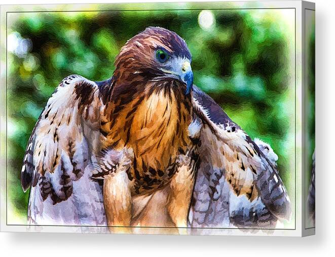 Hawk Canvas Print featuring the painting Blue-eyed Red Tail Hawk by John Haldane