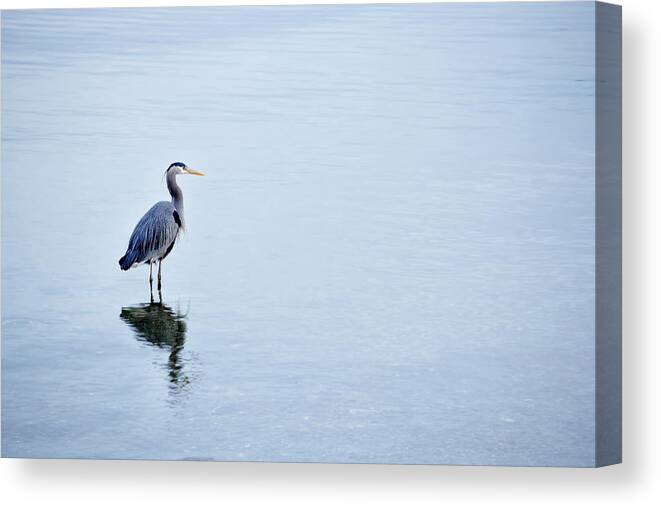 Long Canvas Print featuring the photograph Blue Heron by Temmuzcan