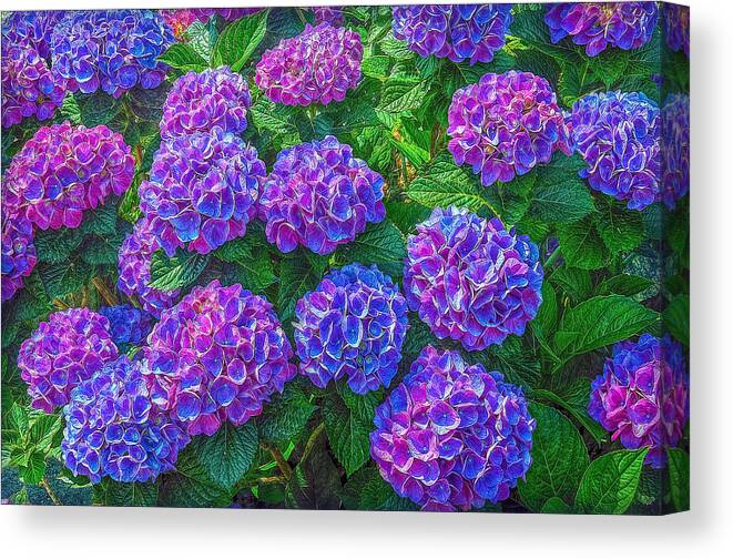 Flowers Canvas Print featuring the photograph Blue Hydrangea by Hanny Heim