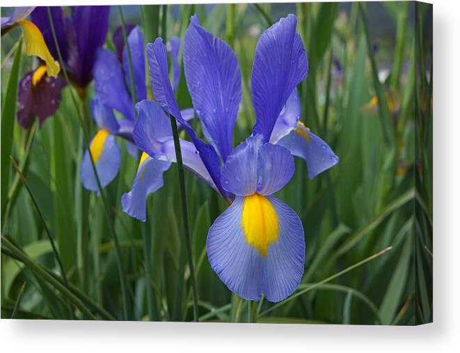 Bearded Irises Canvas Print featuring the photograph Blue Irises Flowers Garden Art Prints by Patti Baslee