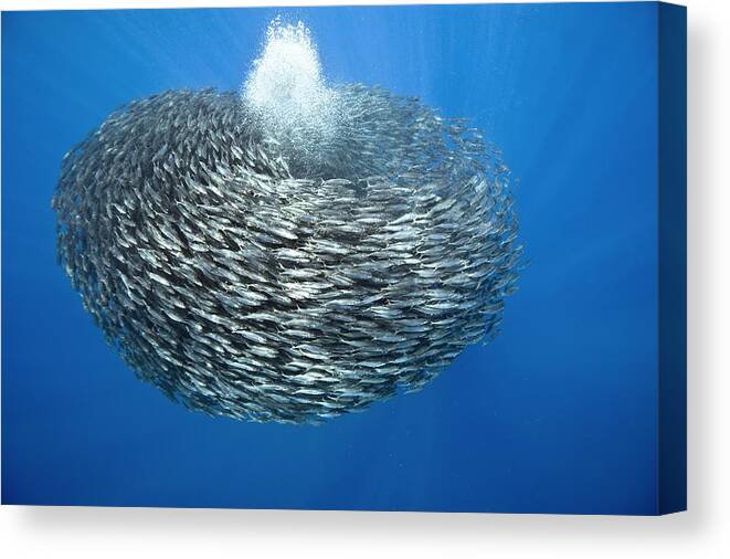Blue jack mackerel bait ball Canvas Print / Canvas Art by Science