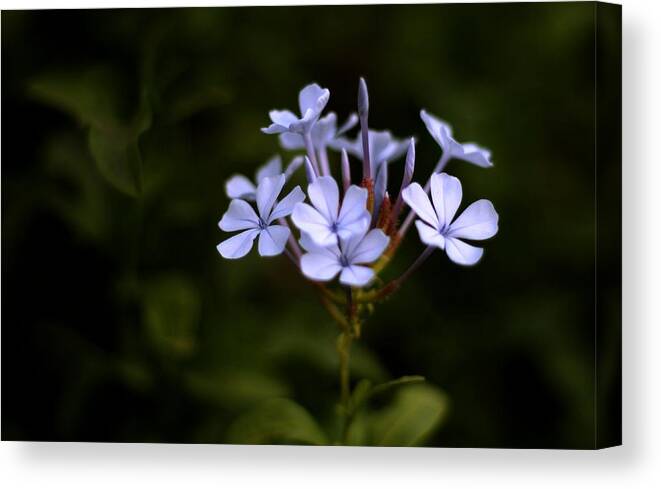 Common Names Include Plumbago And Leadwort Canvas Print featuring the photograph Blue Jasmine by Ramabhadran Thirupattur