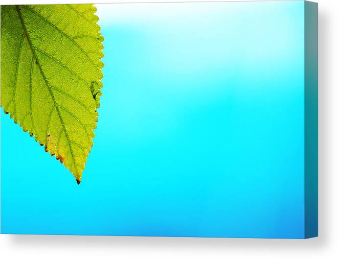 Green Leaf Canvas Print featuring the photograph Blue Lagoon by Prakash Ghai