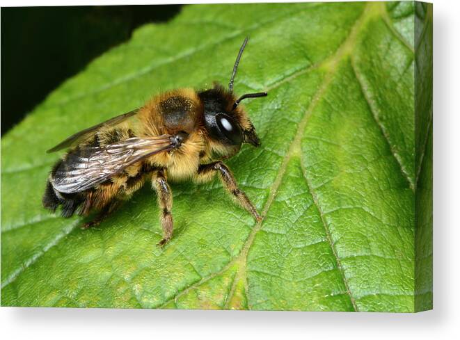 Animal Canvas Print featuring the photograph Blue Mason Bee by Nigel Downer/science Photo Library