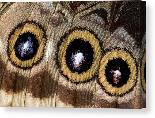 Insect Canvas Print featuring the photograph Blue Morpho Butterfly Underwing Abstract by Nigel Downer