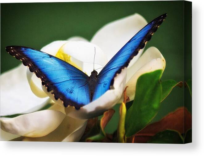 Butterfly Canvas Print featuring the photograph Blue Morpho in Flower by Joseph Urbaszewski