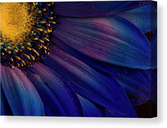 Flower Canvas Print featuring the photograph Blue Rays by ?orsteinn H. Ingibergsson